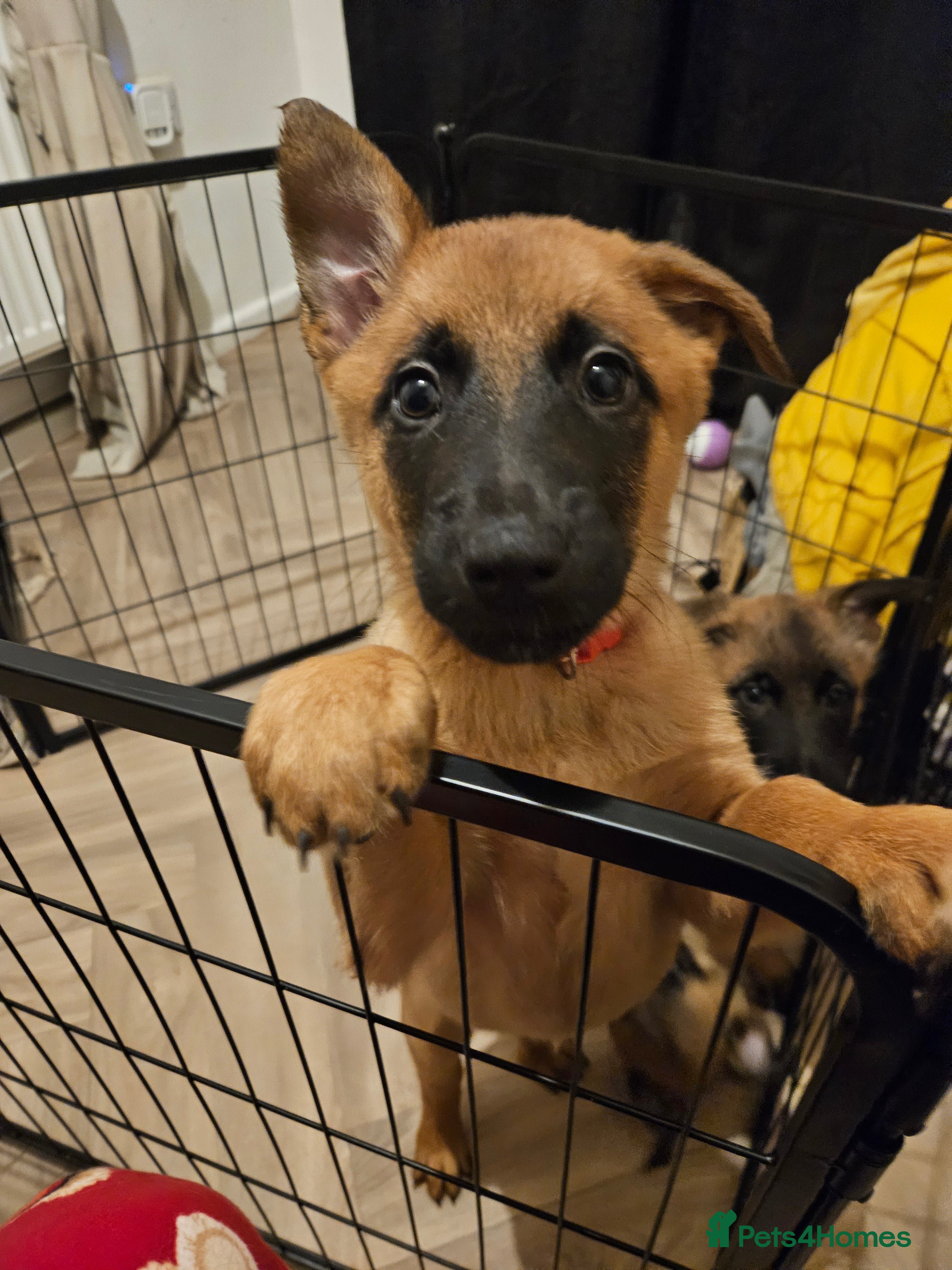 Belgian Shepherd Dog dogs Belgium Malinos shepard puppys - Advert 1