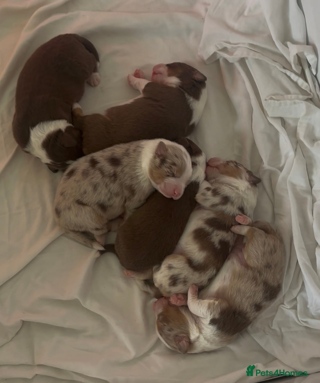 Australian Shepherd dogs Australian Shepherd Pedigree Puppies - Advert 3