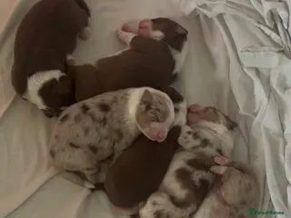 Australian Shepherd dogs Australian Shepherd Pedigree Puppies - Advert 3