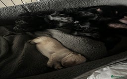 Cocker Spaniel dogs for sale: 1 female cocker spaniel for sale  - Image 3