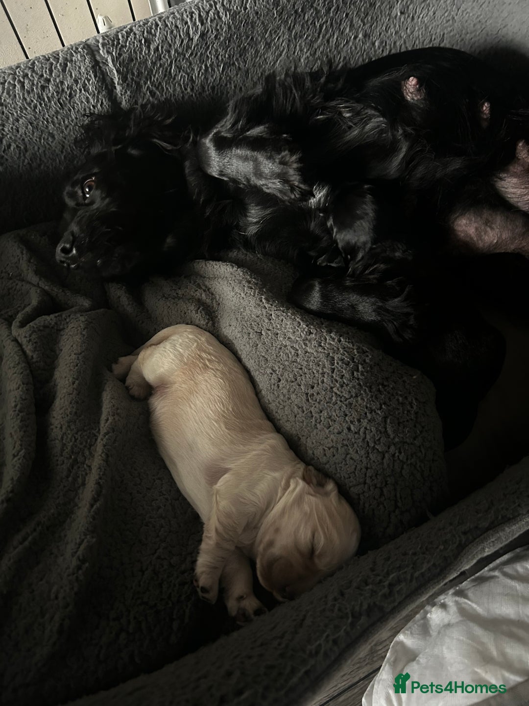 Cocker Spaniel dogs for sale: 1 female cocker spaniel for sale  - Image 3