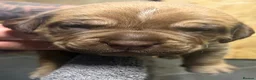 Mastiff dogs for sale: Mastiff hybrids  in Lancing - Advert 7