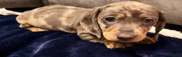 Miniature Dachshund dogs for sale: Miniature Dachshund Puppies - Advert 1