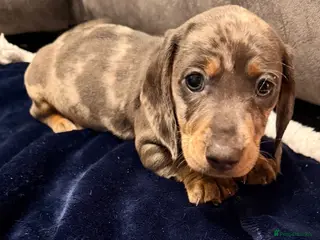 Miniature Dachshund dogs Miniature Dachshund Puppies - Advert 1