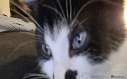 British Shorthair cats for sale: Simba Looking for a New Home - Image 4