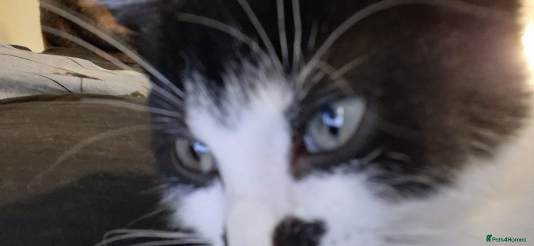 British Shorthair cats for sale: Simba Looking for a New Home - Image 4