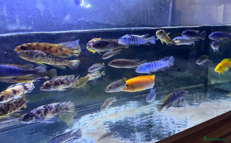 Cichlids fish - Advert 3