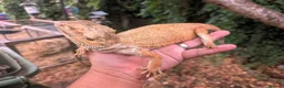Bearded Dragon reptiles for sale: Proven adult bearded dragons ( read advert) - Advert 3