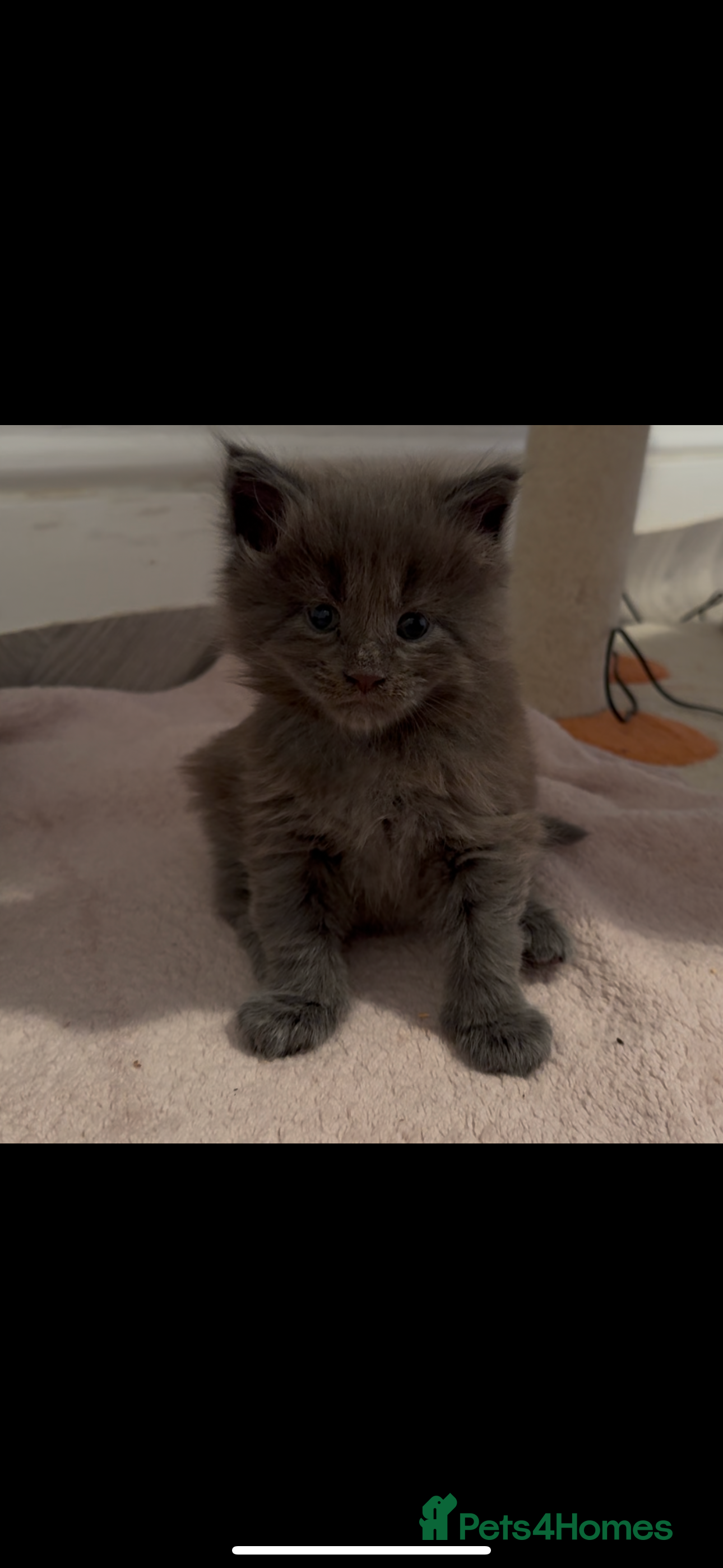 Maine Coon cats Maine Coon TICA registered✨ - Advert 15