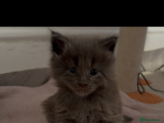 Maine Coon cats Maine Coon TICA registered✨ - Advert 15