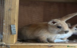 Mixed Breed rabbits for sale: Lion lop x Holland lop (Ready now) - Image 1