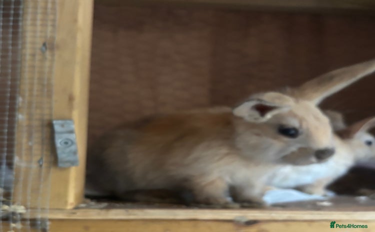 Mixed Breed rabbits - Advert 7