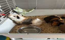 Guinea Pig rodents for sale: Pair of brothers  - Image 5