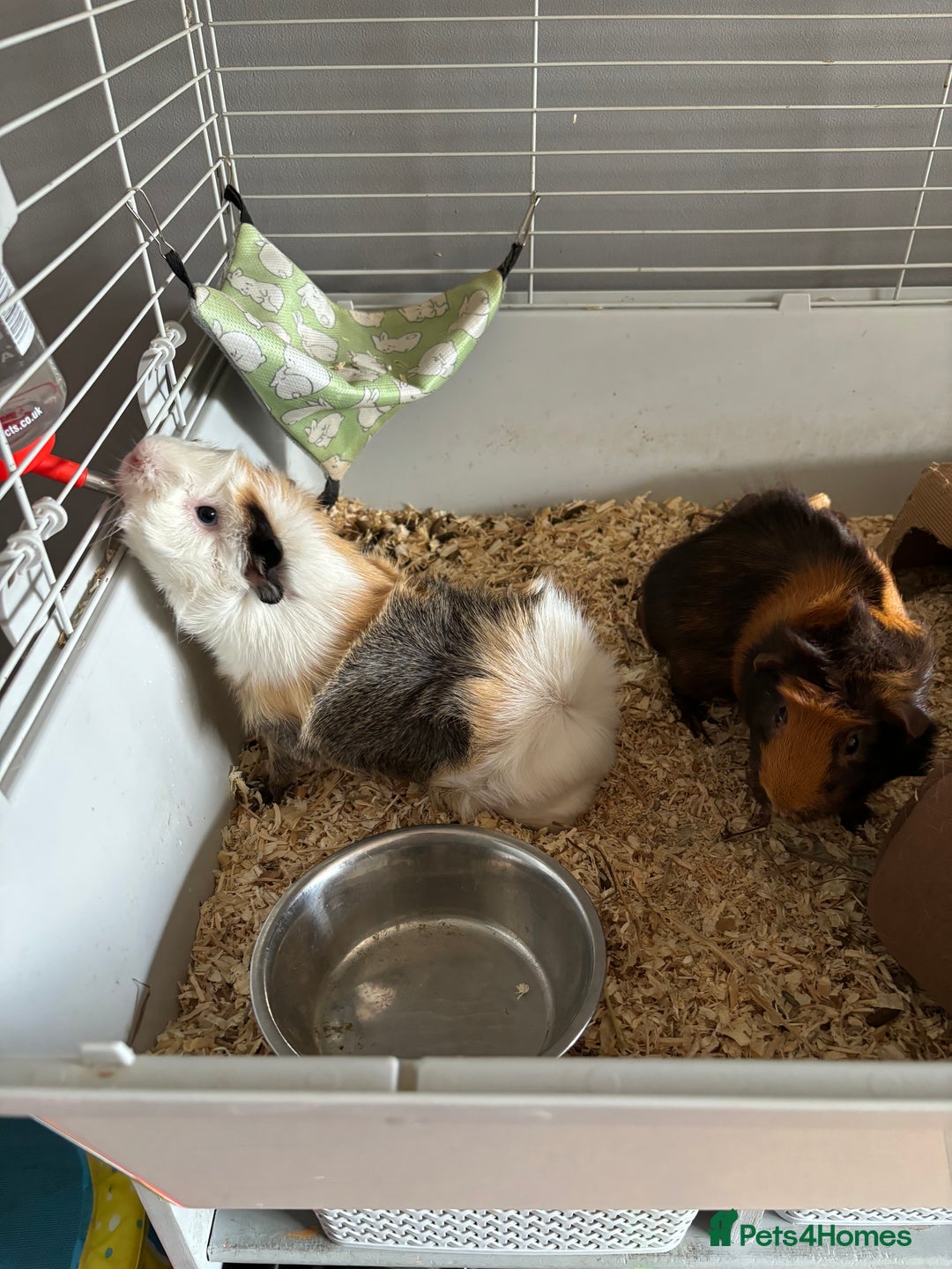 Guinea Pig rodents for sale: Pair of brothers  - Image 5