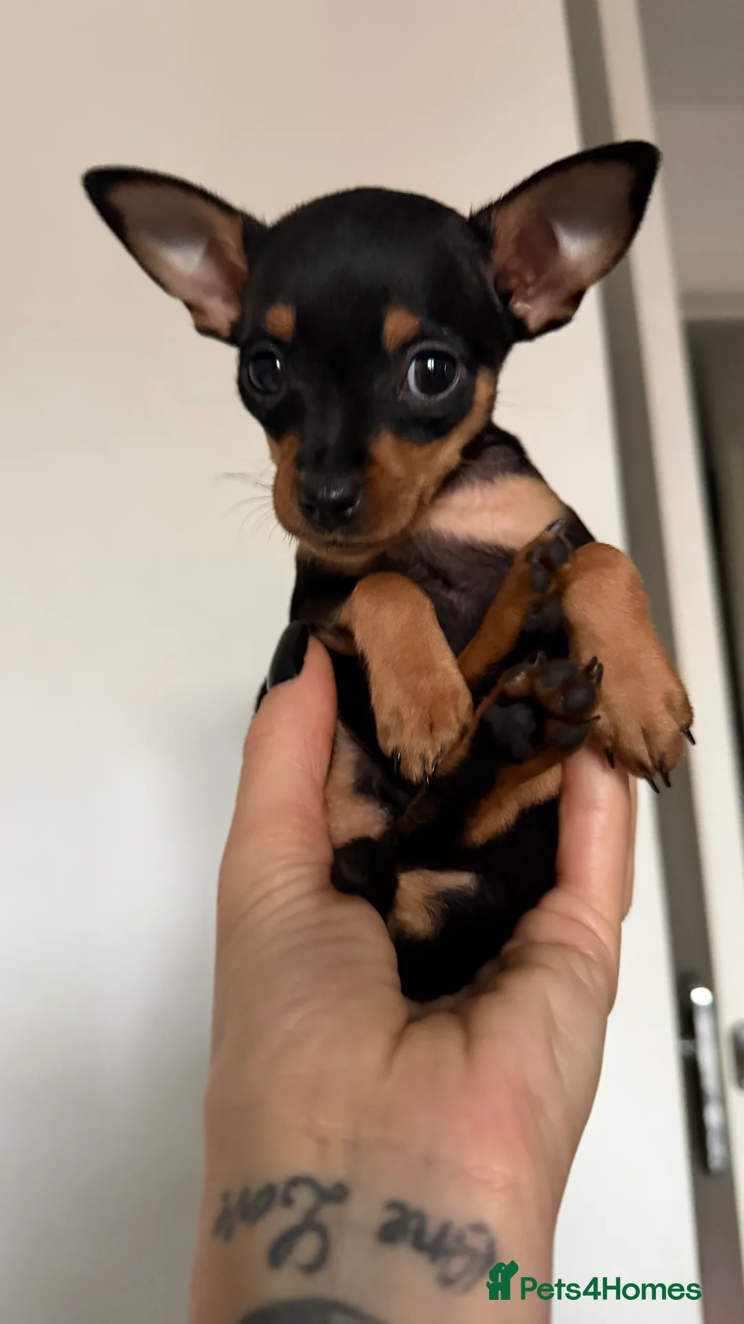 Russian Toy Terrier dogs for sale: Mini Russian toy terrier boy - Advert 2