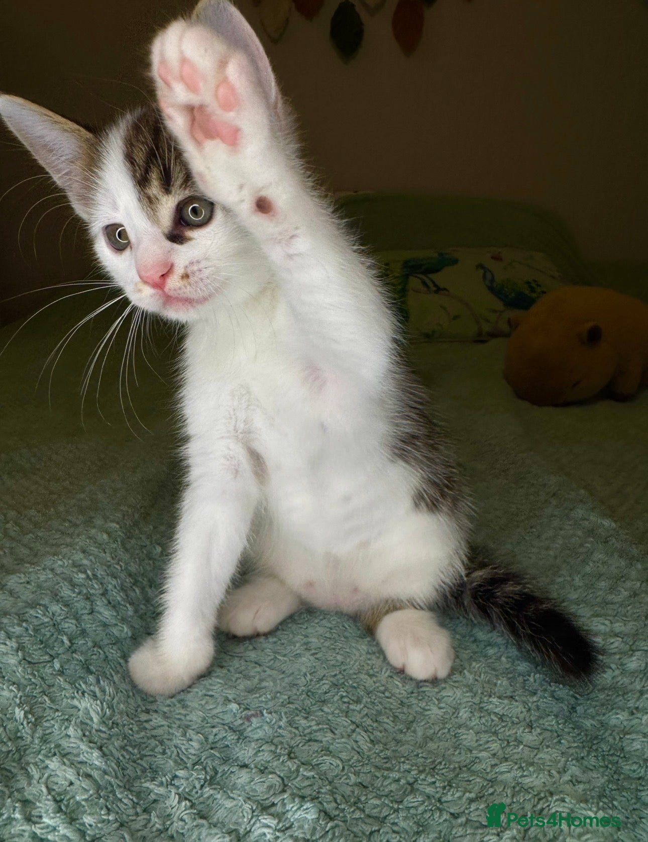 Mixed Breed cats Last lovely 10week-old boy looking for loving home - Advert 3