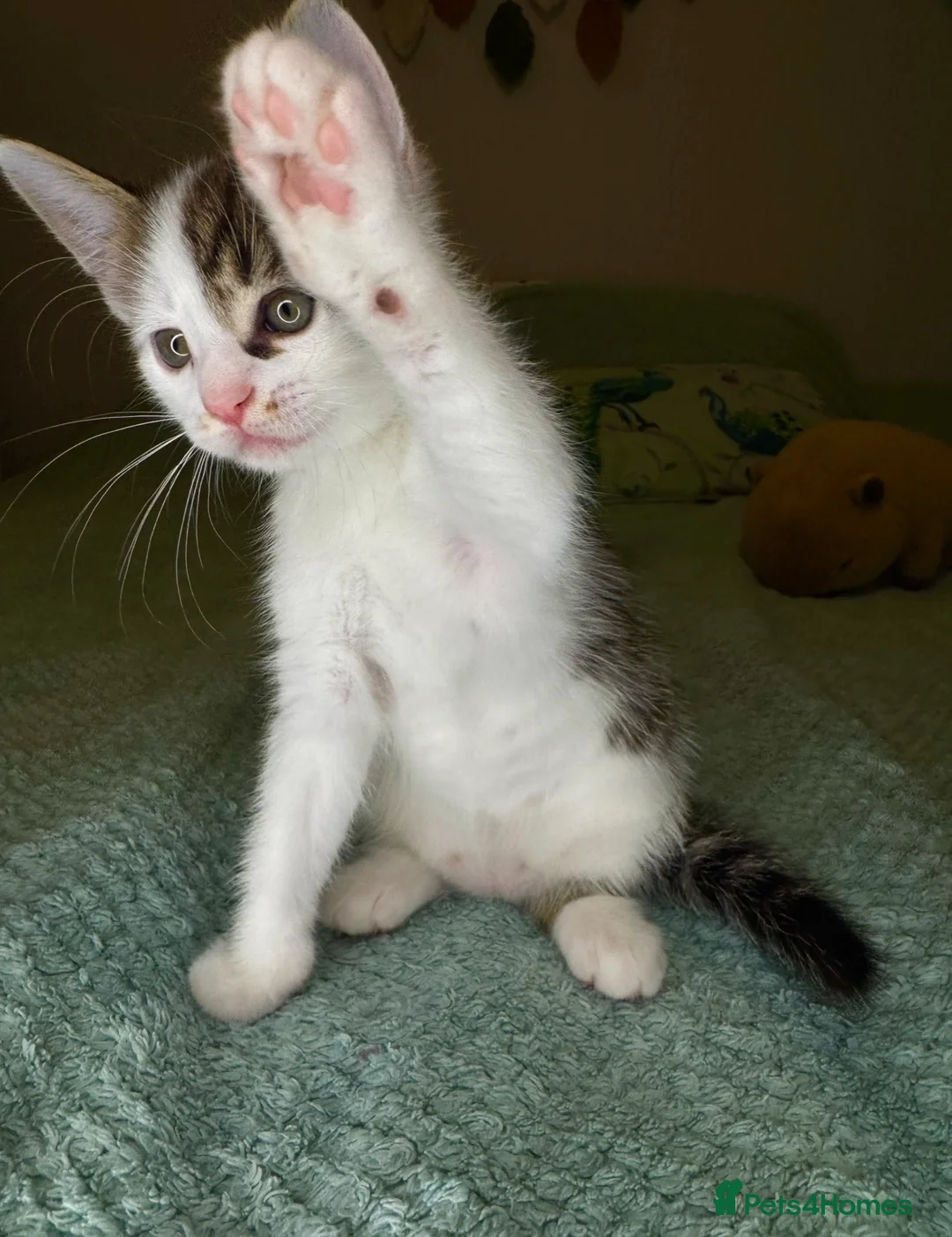 Mixed Breed cats for sale: Last lovely 10week-old boy looking for loving home - Advert 1