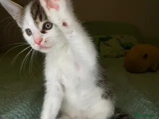 Mixed Breed cats Last lovely 10week-old boy looking for loving home - Advert 3