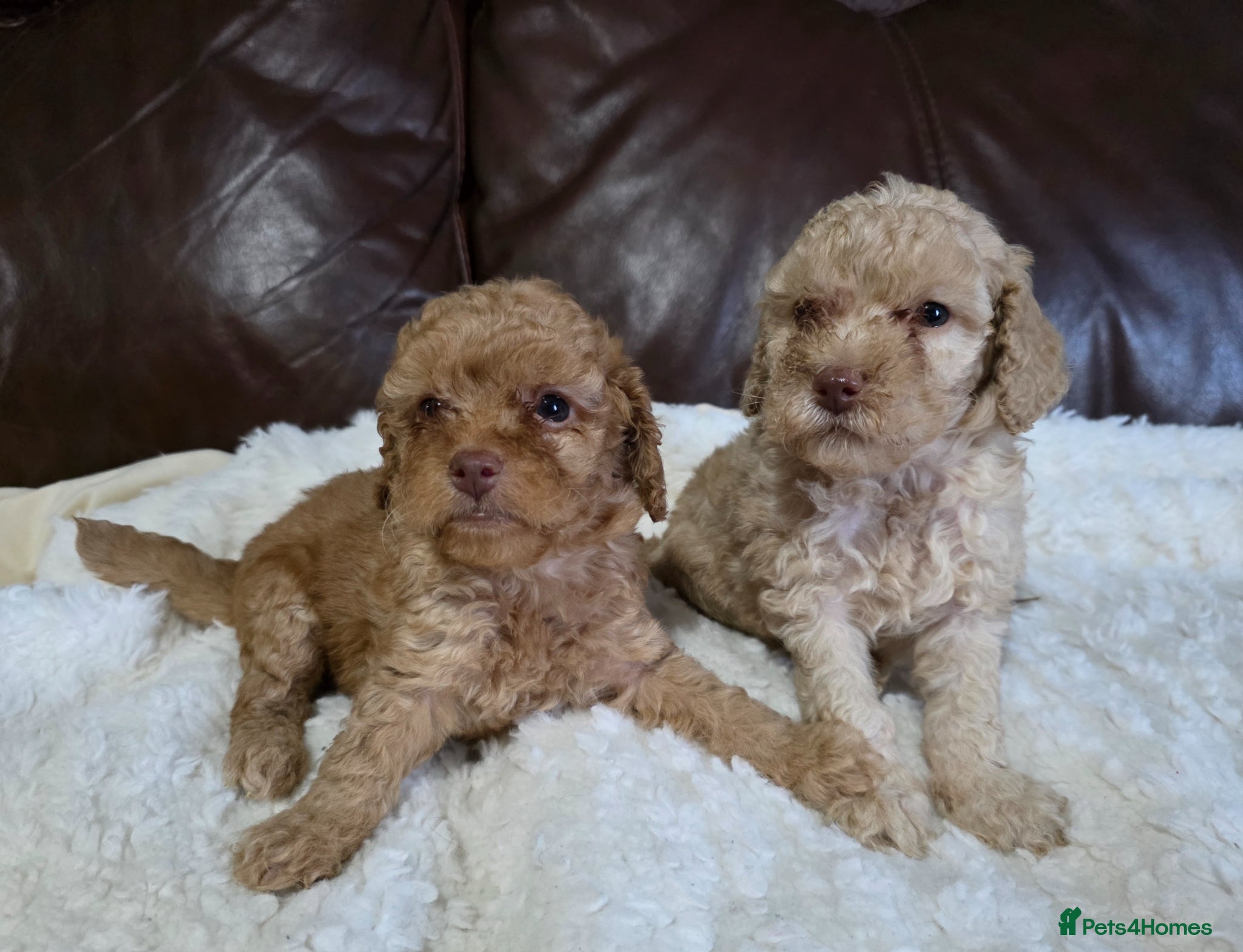 Cockapoo dogs *VIDEO* 1 GIRL LEFT. F1B Cockapoos. DNA Tested. - Advert 12