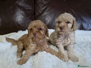 Cockapoo dogs *VIDEO* 1 GIRL LEFT. F1B Cockapoos. DNA Tested. - Advert 12