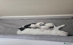 Domestic Shorthair cats for sale: 4 beautiful kittens - Image 3