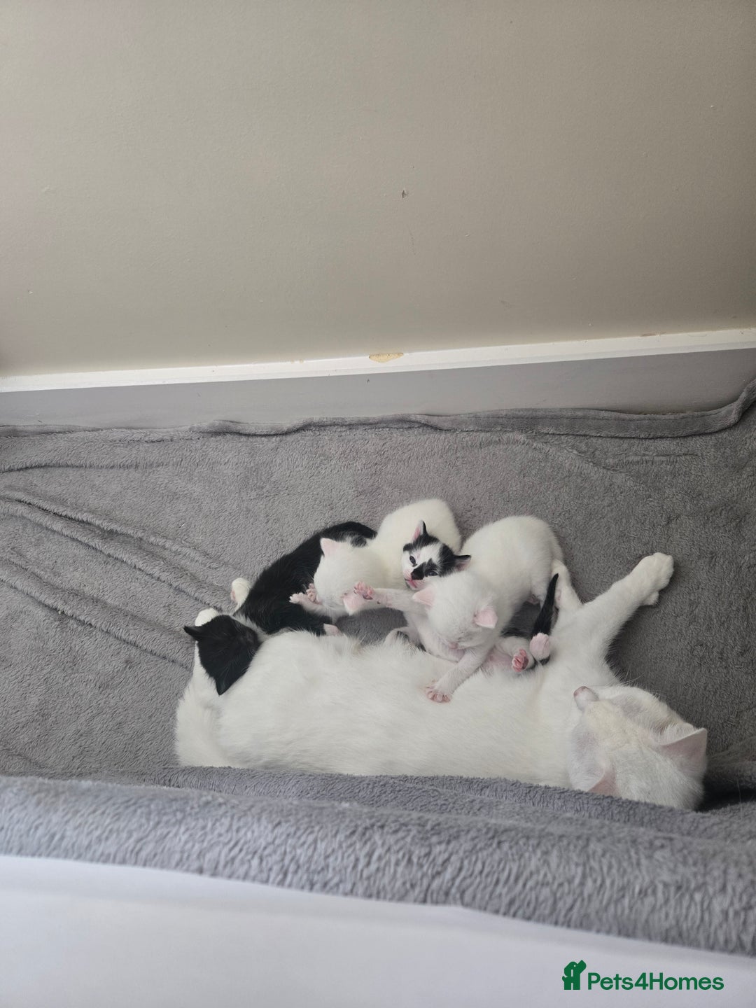 Domestic Shorthair cats for sale: 4 beautiful kittens - Image 3