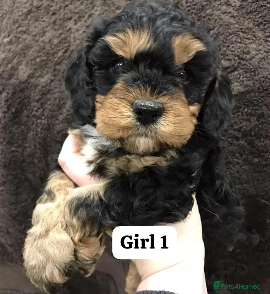 Cavapoo dogs for sale: Stunning health tested cavapoo puppies - Advert 2