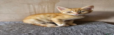 Ginger male kitten