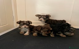 Biewer Terrier dogs for sale: Stunning Biewer Terrier puppies - Image 3