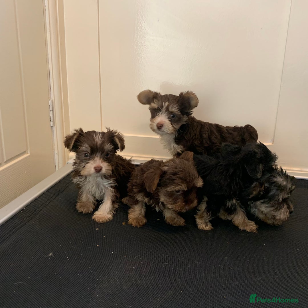 Biewer Terrier dogs for sale: Stunning Biewer Terrier puppies - Image 3