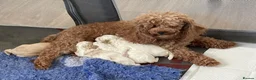 Maltipoo dogs for sale: Korean Toy Maltipoo puppies Dna health tested mum - Advert 8