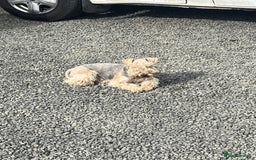 Lakeland Terrier dogs for sale: Lakeland terrier puppies - Image 11