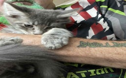 Maine Coon cats for sale: Maine coon kittens ready now boys  - Image 6