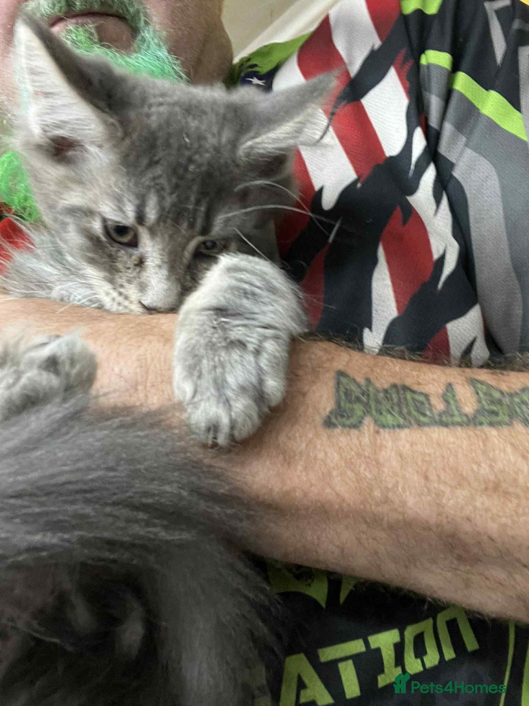 Maine Coon cats for sale: Maine coon kittens ready now boys  - Image 6