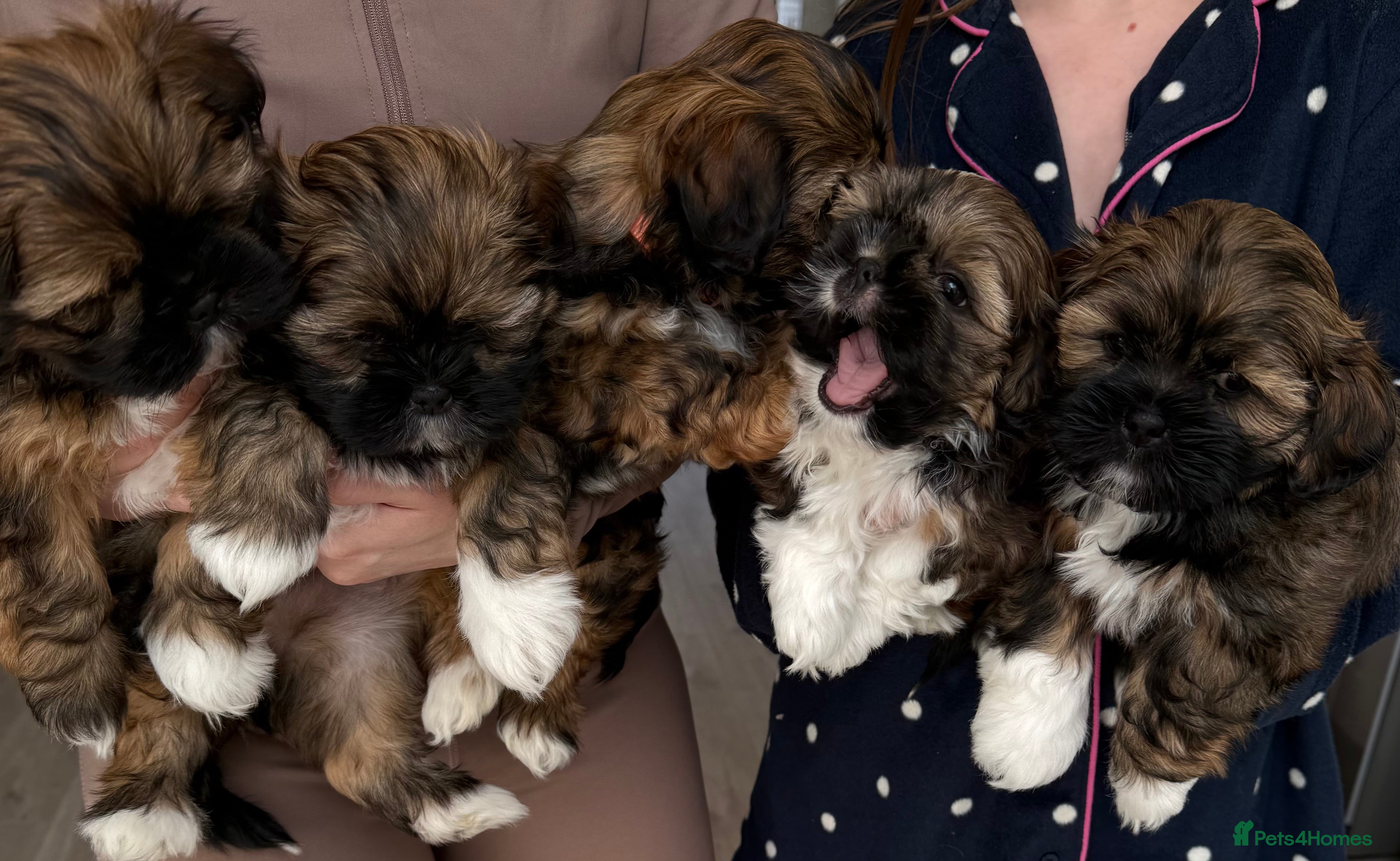 Lhasa Apso dogs Beautiful Lhasa Apso Boys 8 weeks old - Advert 2