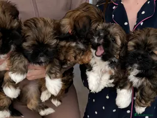 Lhasa Apso dogs Beautiful Lhasa Apso Boys 8 weeks old - Advert 2