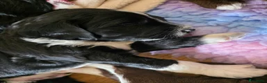Mixed Breed Puppy 2