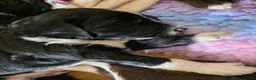Mixed Breed dogs for sale: Bordoodle X Springer Spaniel puppies  - Advert 7