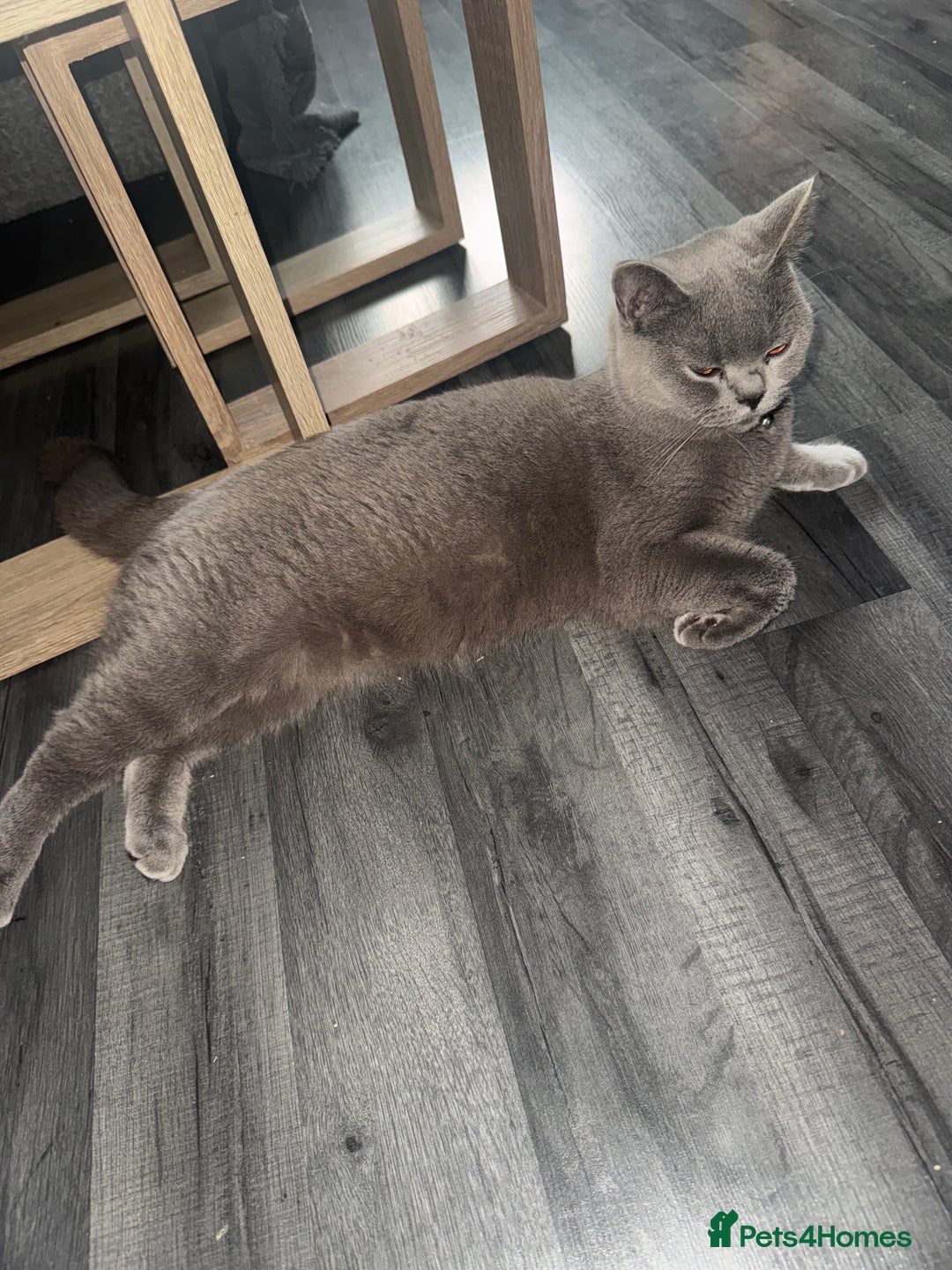 British Shorthair cats for sale: British Blue shorthair - Advert 2