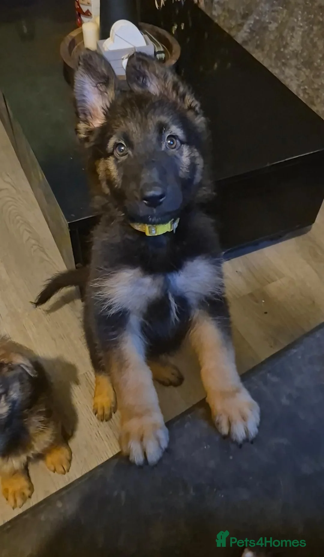 German Shepherd dogs for sale: 1 girl pup left💛gorgeous german shepherd pups - Advert 2
