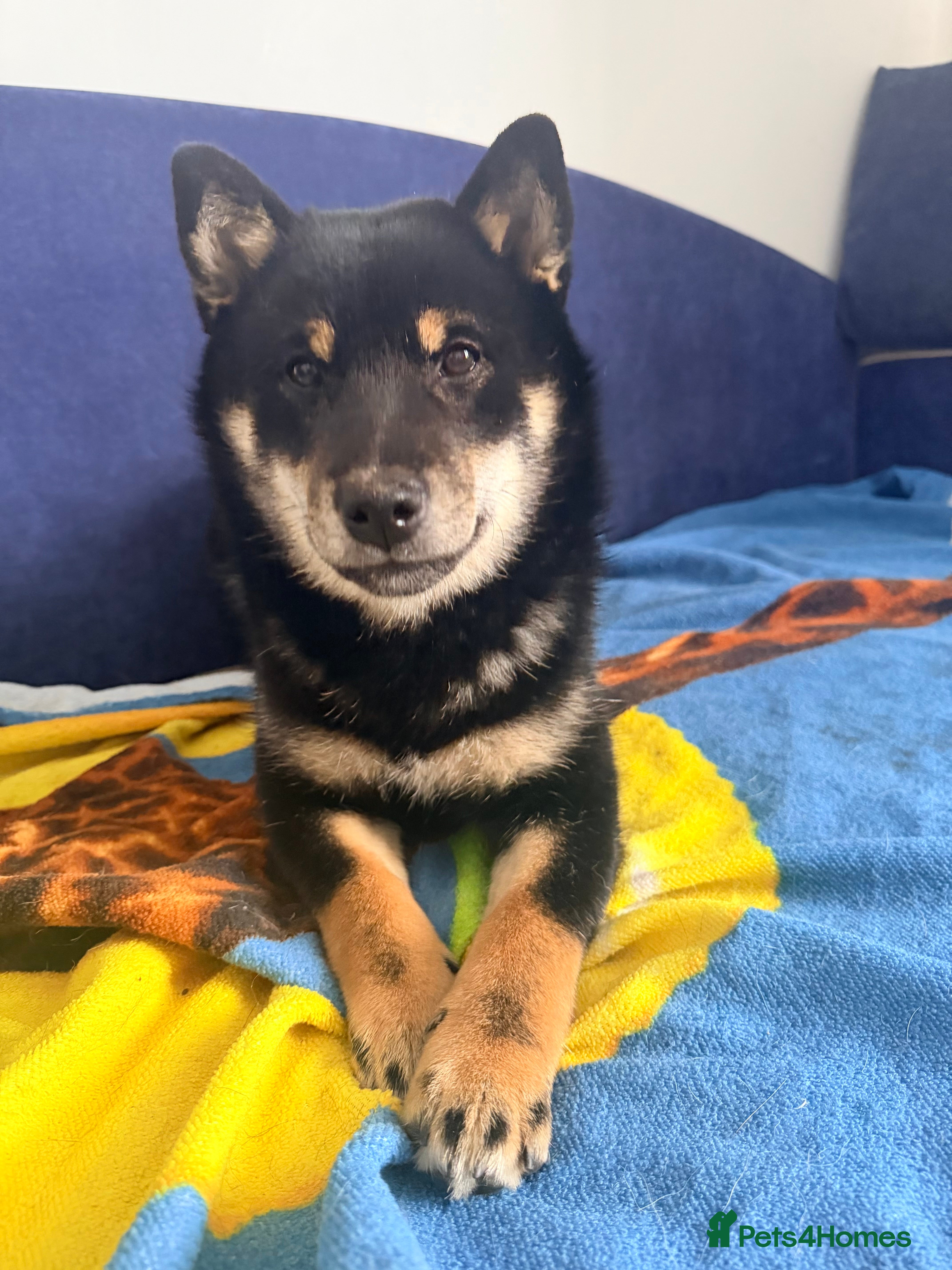 Japanese Shiba Inu dogs Japanese Shiba Inu  - Advert 2