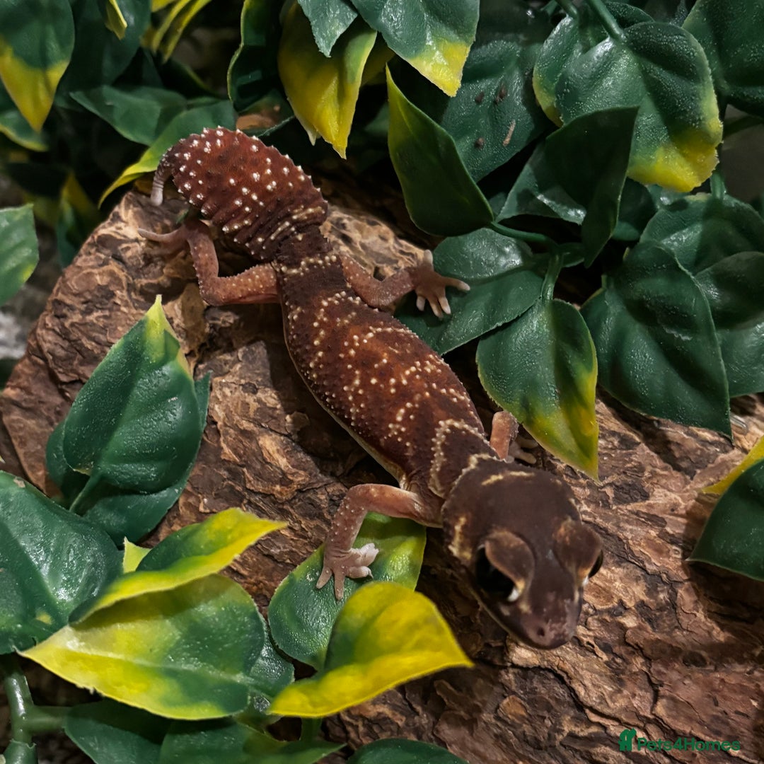 Gecko reptiles for sale: Variety Of Leopard Geckos And Sub-Species For Sale in Fleet - Image 4