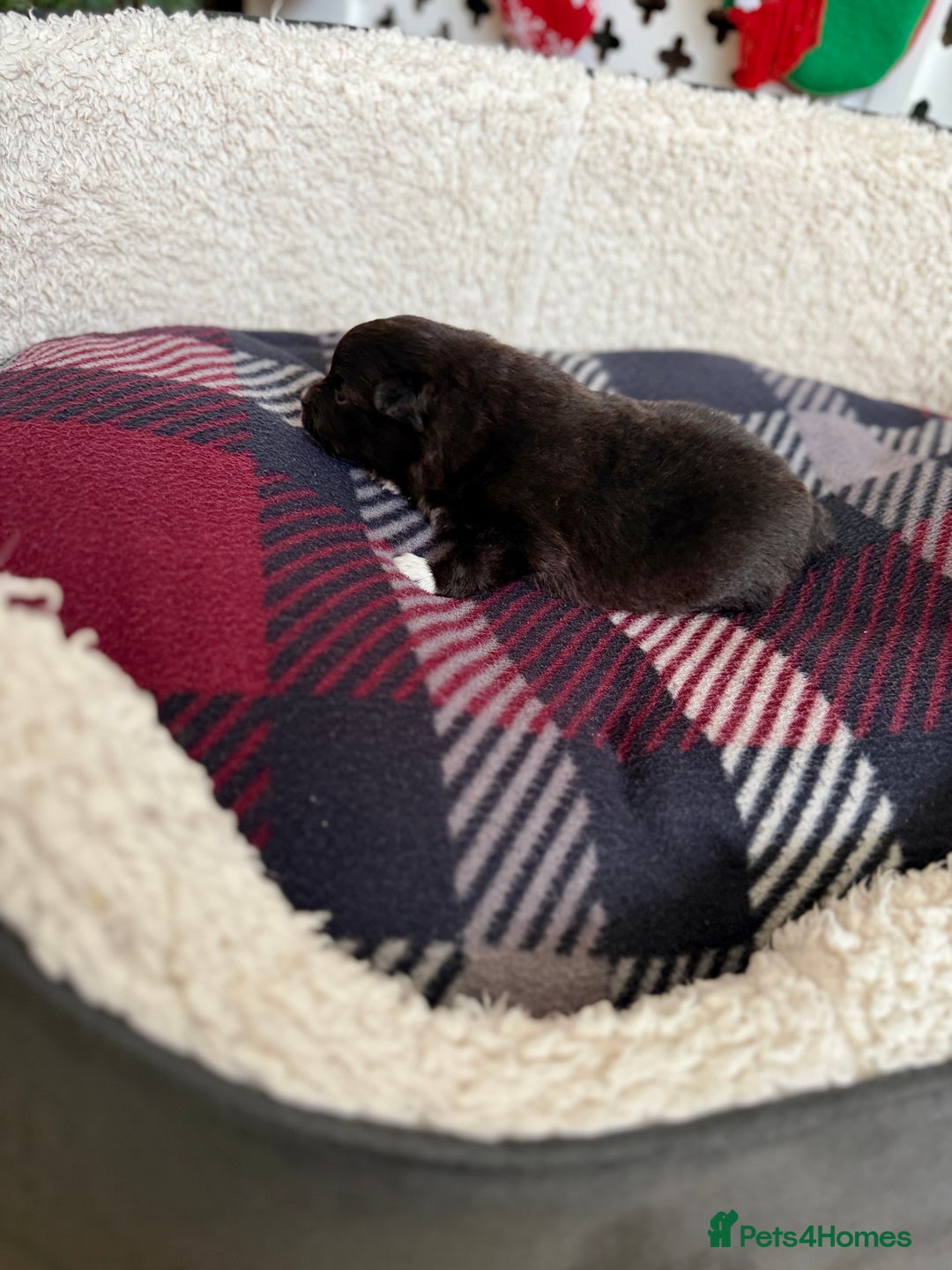 Pomeranian dogs for sale: Adorable Pomeranian puppies - ready January 25! - Advert 12