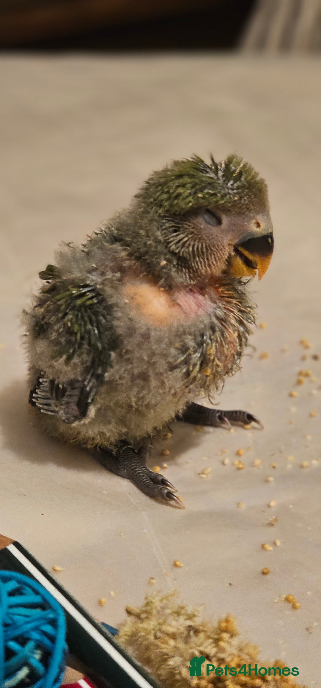 Lovebirds birds for sale: 3 Baby lovebirds - Advert 5