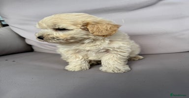 Maltipoo dogs - Advert 4