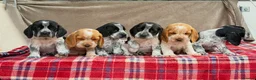 Bocker dogs for sale: STUNNING COCKER X BEAGLE PUPPIES  - Advert 17