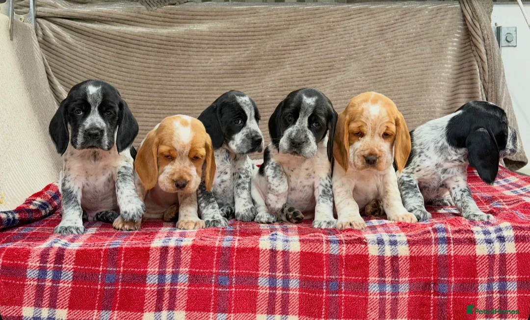 Bocker dogs for sale: STUNNING COCKER X BEAGLE PUPPIES  - Advert 17