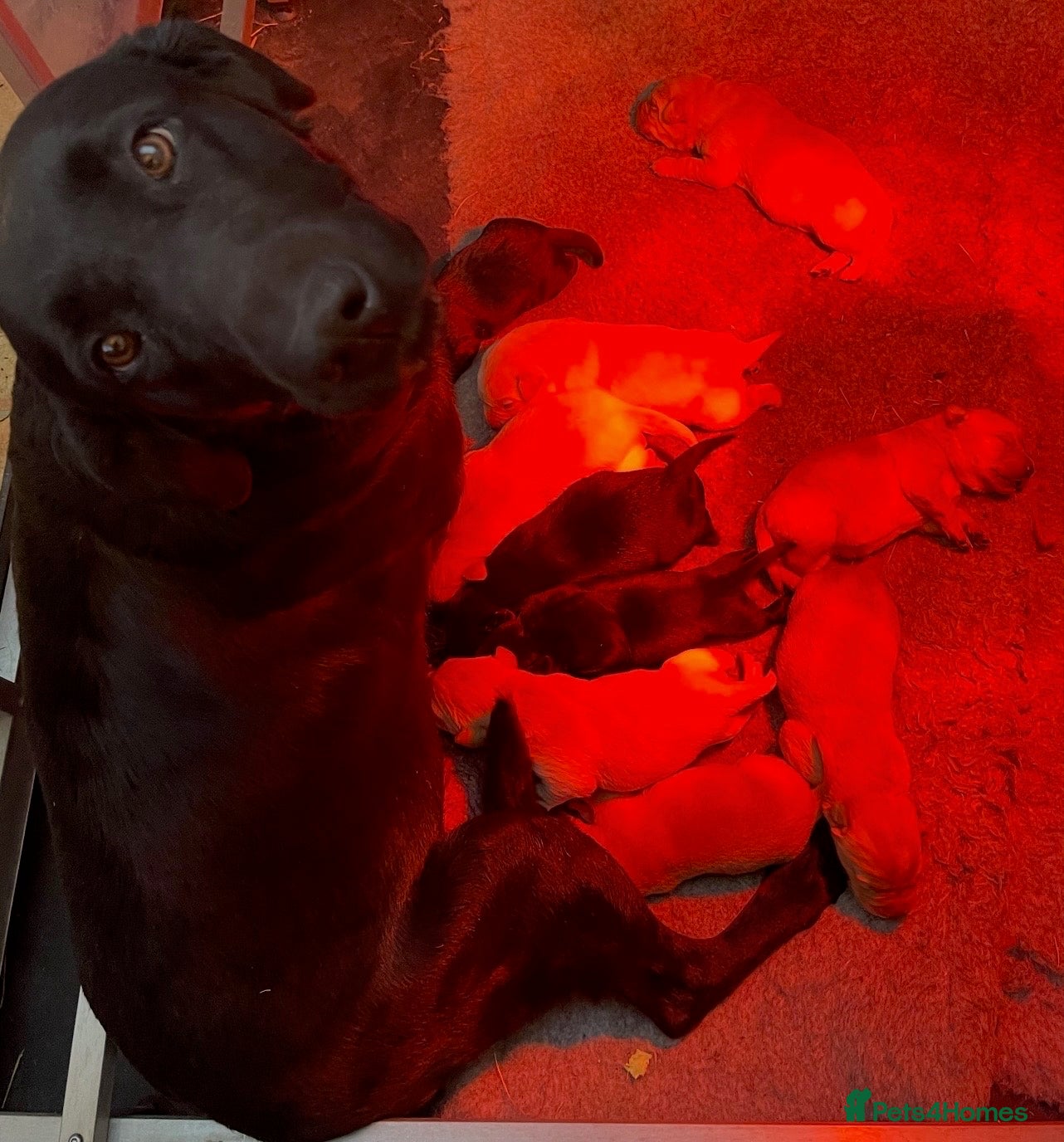 Labrador Retriever dogs Extensively health tested labrador puppies - Advert 2