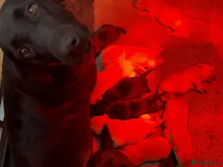 Labrador Retriever dogs Extensively health tested labrador puppies - Advert 2