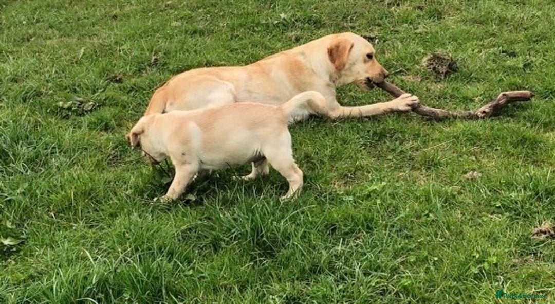 Labrador Retriever dogs for sale: 6 Beautiful Yellow Labradors  - Image 15